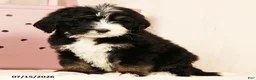 Bernedoodle dogs for sale: Ted - Ad 5