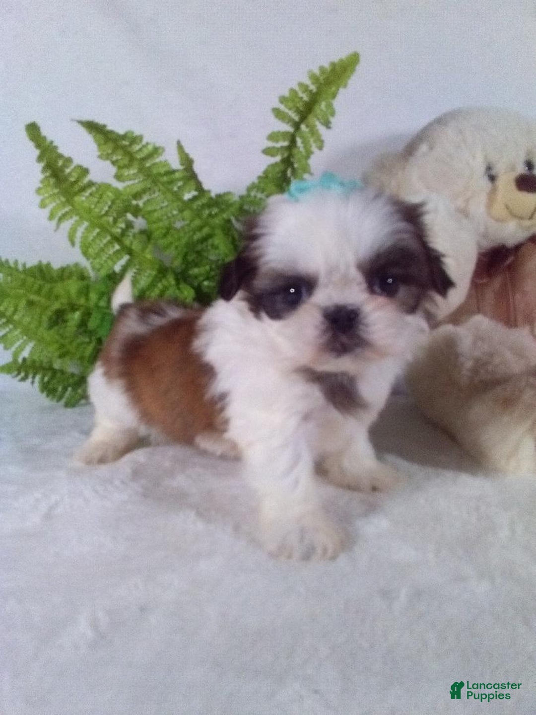Shih Tzu dogs for sale: Bella - Ad 4