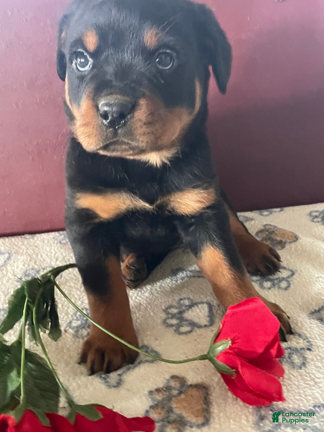 Rottweiler dogs for sale: Layla - Ad 2