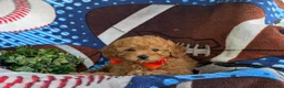 Toy Poodle dogs for sale: Norton 9 lbs Full Grown - Ad 5