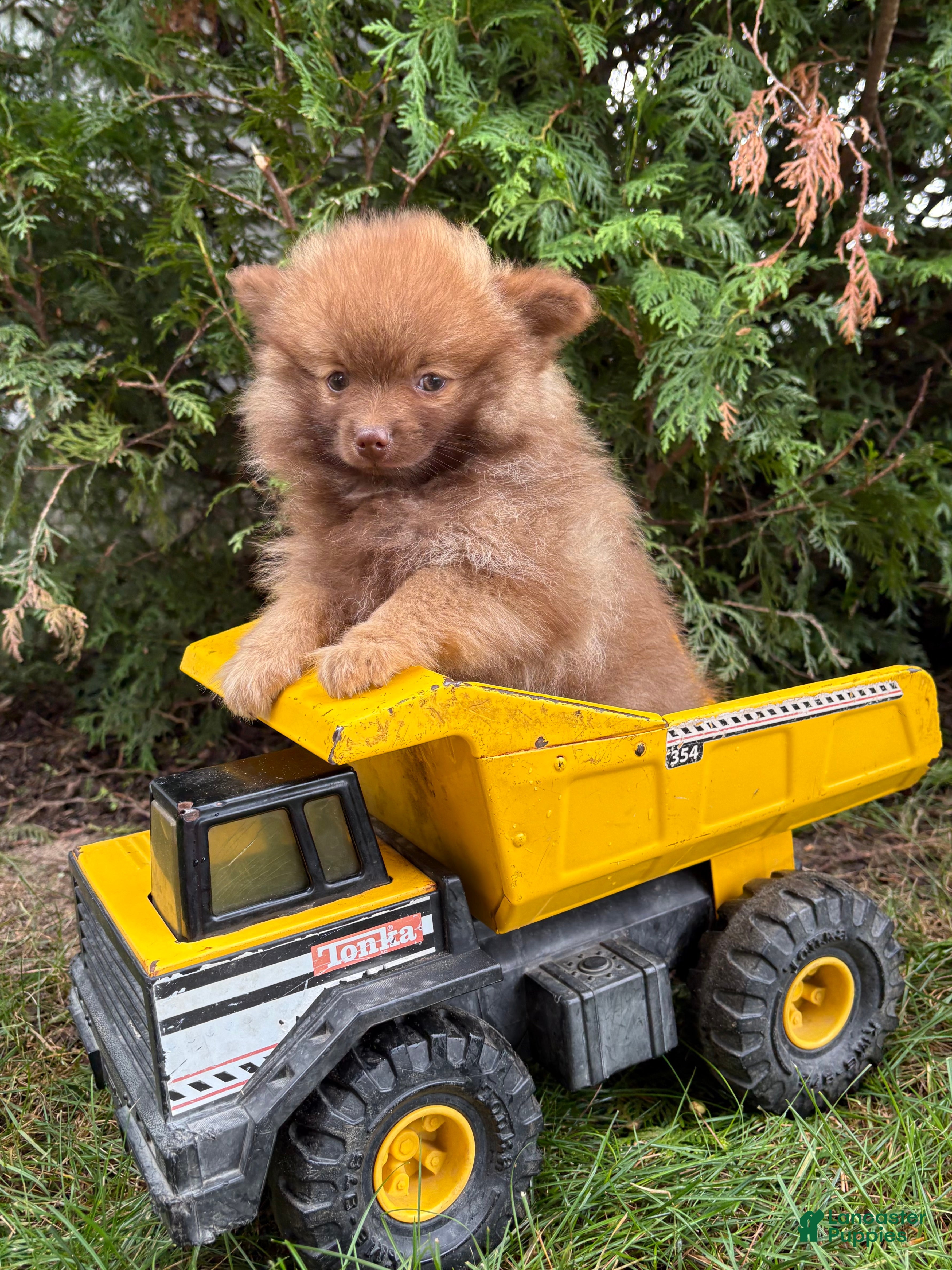 Pomeranian dogs Zeus - Ad 2