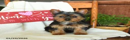 Yorkiepoo dogs for sale: Banjo - Ad 4