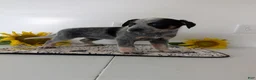 Australian Cattle Dog dogs for sale: Stella  - Ad 9
