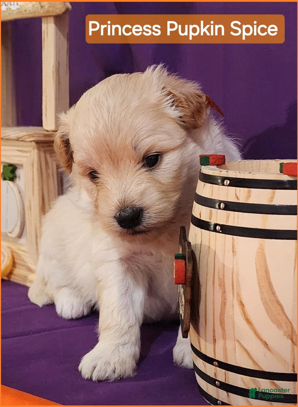Mixed Breed dogs for sale: Samoyed - Poodle Doodle Sammypoo 5 - Ad 2