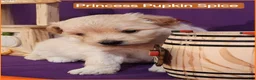 Mixed Breed dogs for sale: Samoyed - Poodle Doodle Sammypoo 5 - Ad 2