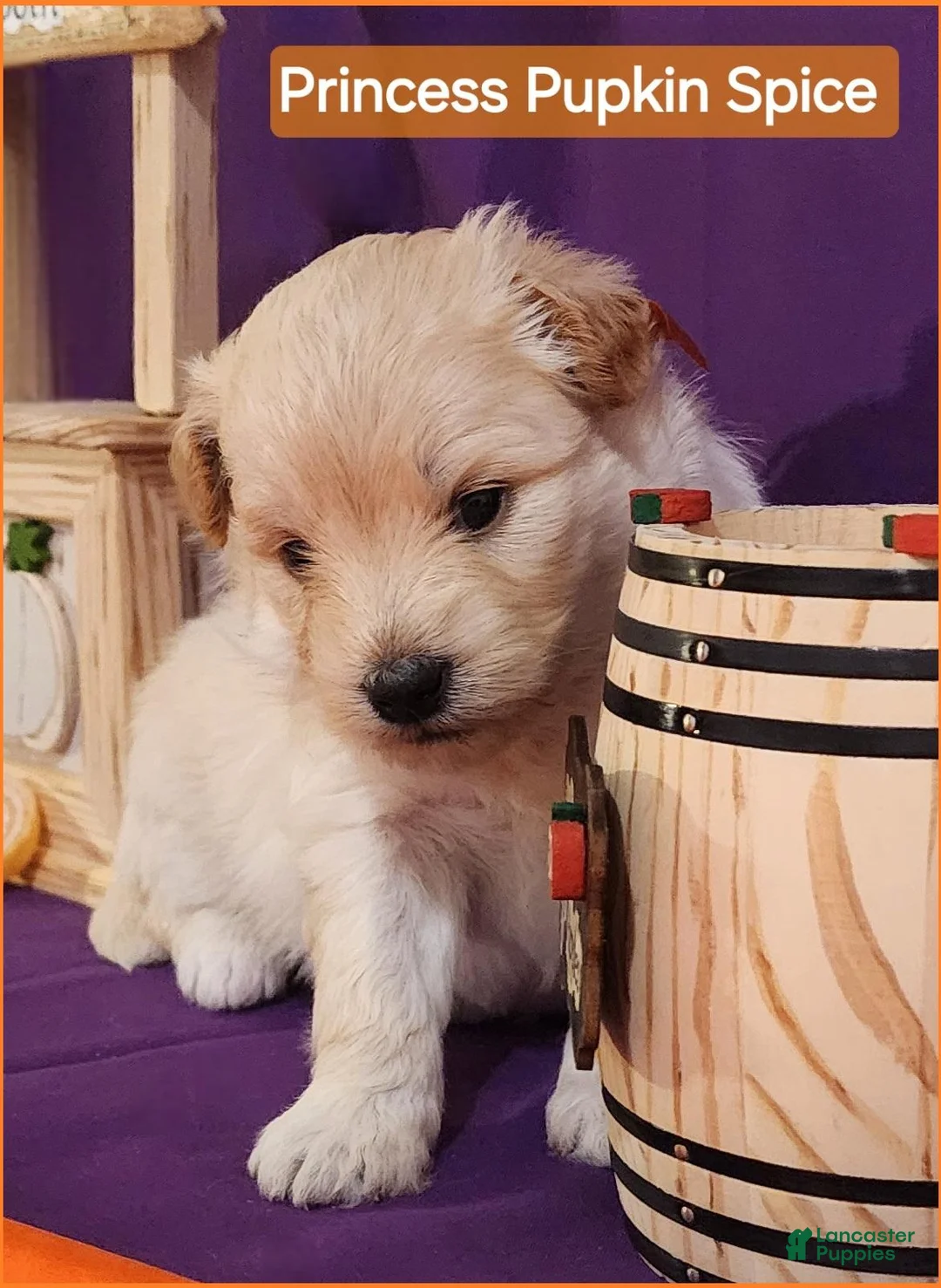 Mixed Breed dogs for sale: Samoyed - Poodle Doodle Sammypoo 5 - Ad 2