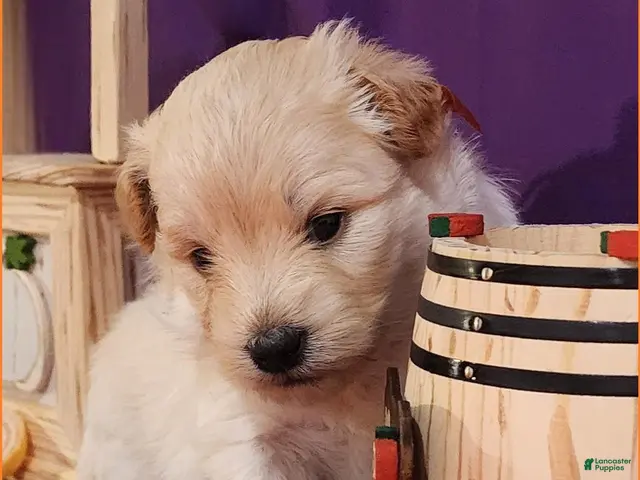 Mixed Breed dogs for sale: Samoyed - Poodle Doodle Sammypoo 5 - Ad 2