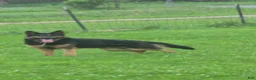 German Shepherd dogs for sale: German Shepherd 7 pink - Ad 2