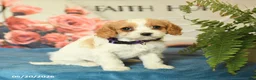 Cavapoo dogs for sale: Magnolia - Ad 2