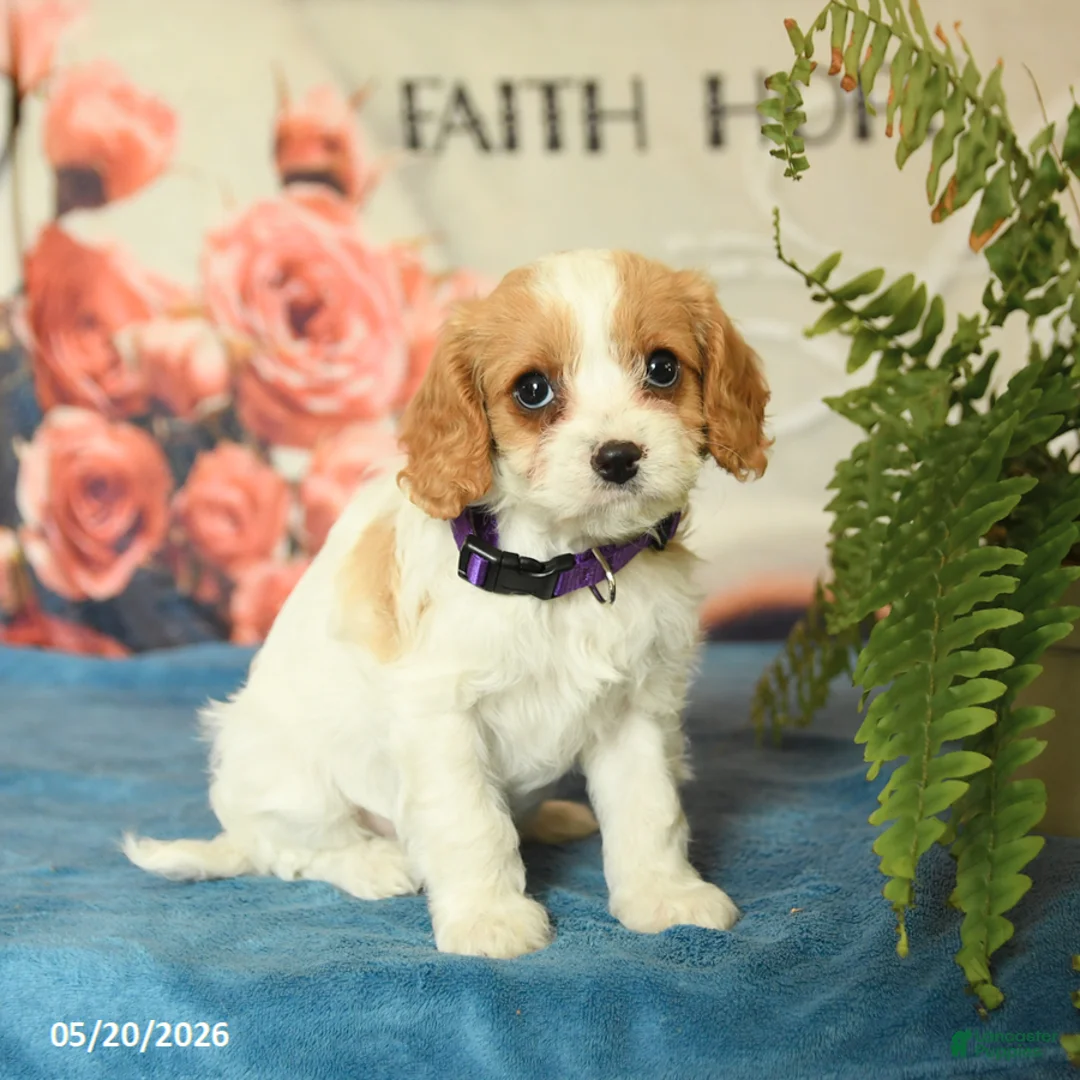 Cavapoo dogs for sale: Magnolia - Ad 2