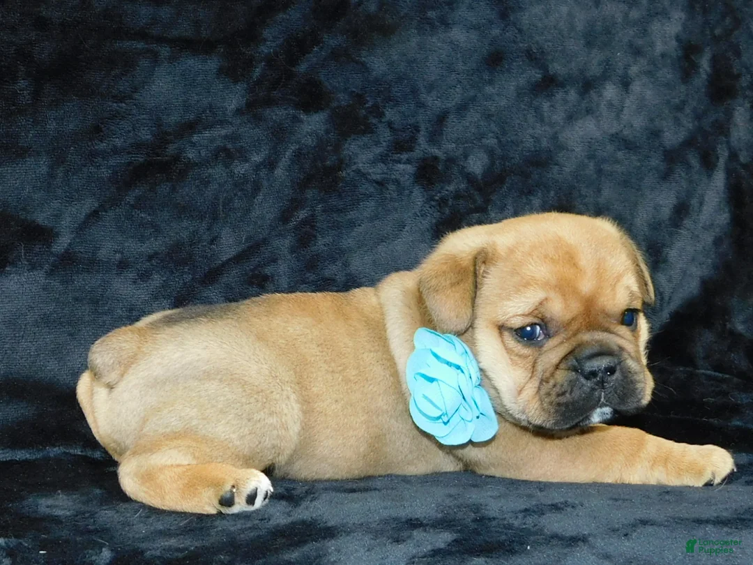 Mixed Breed dogs for sale: Teddy - Ad 8