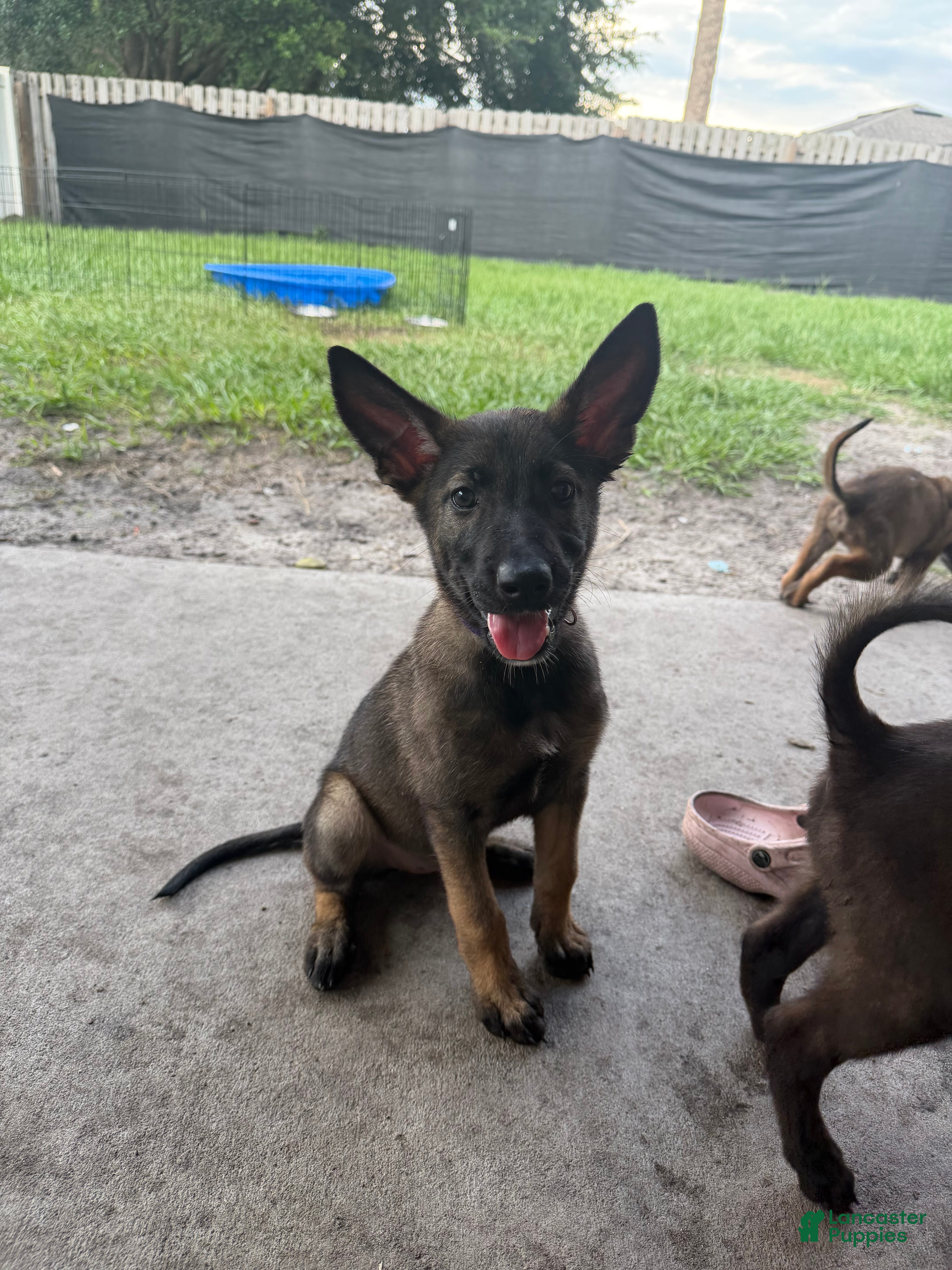 Belgian Malinois dogs for sale: Porsche - Ad 3