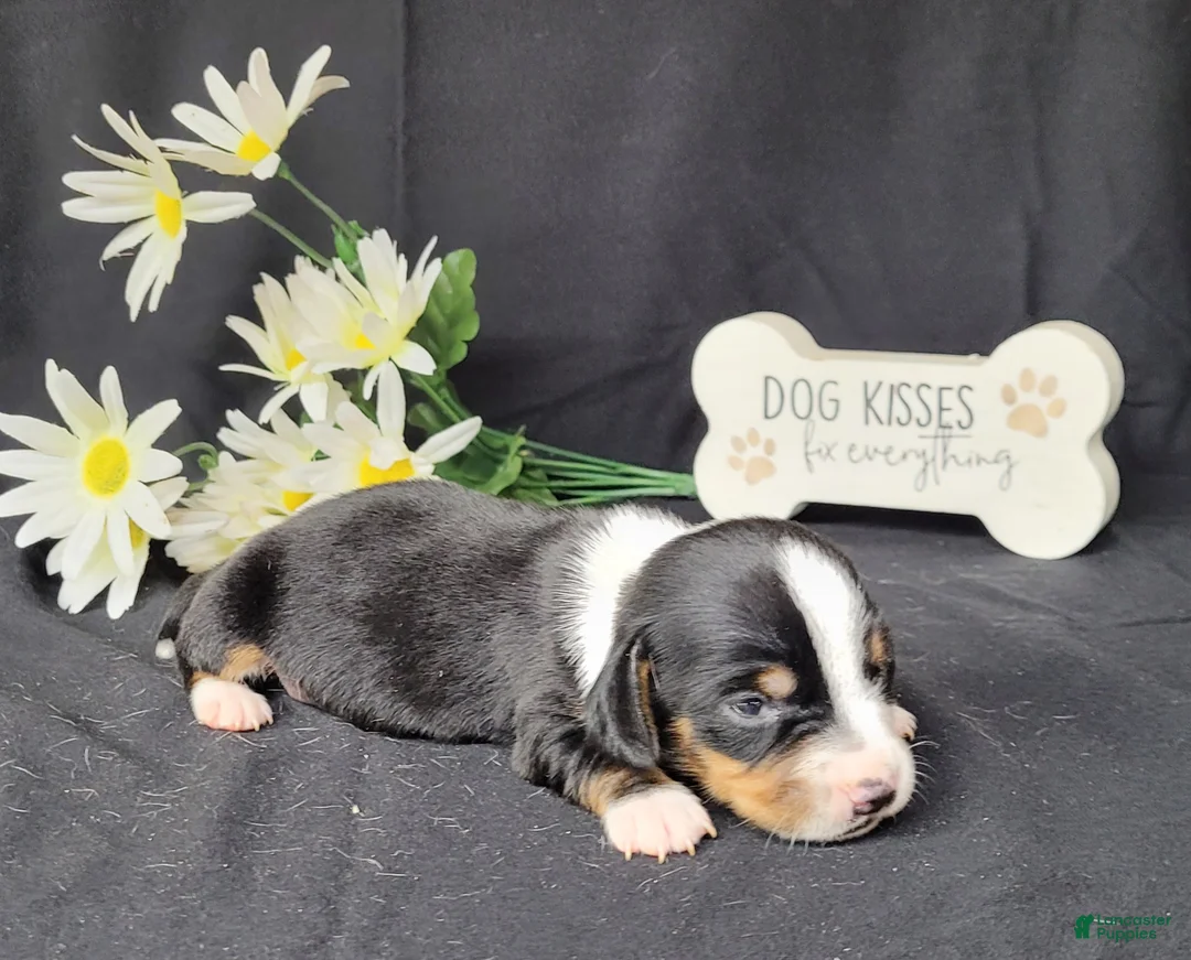Miniature Dachshund dogs for sale: Hulk AKC Registered  - Ad 1