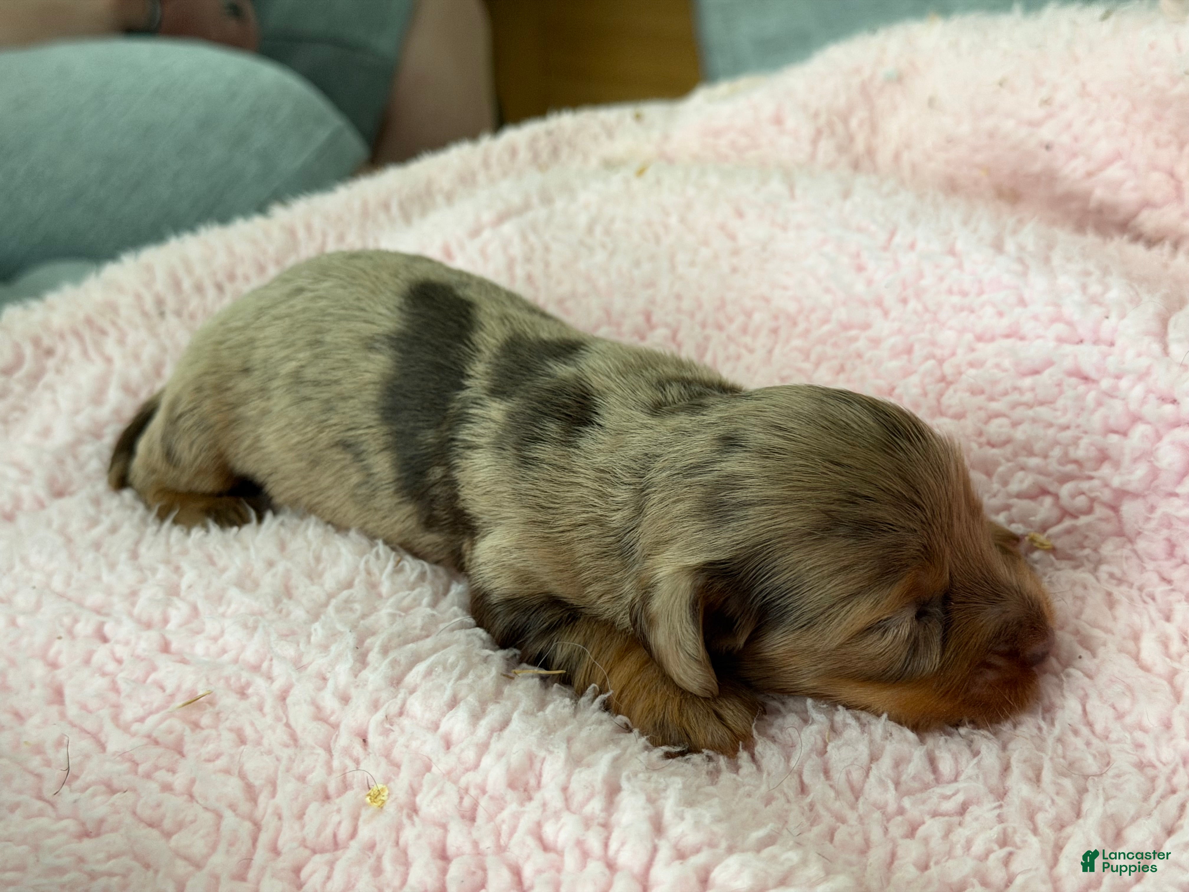 Miniature Dachshund dogs Champion bred lh female import dapple - Ad 19