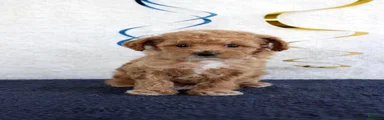 Penny