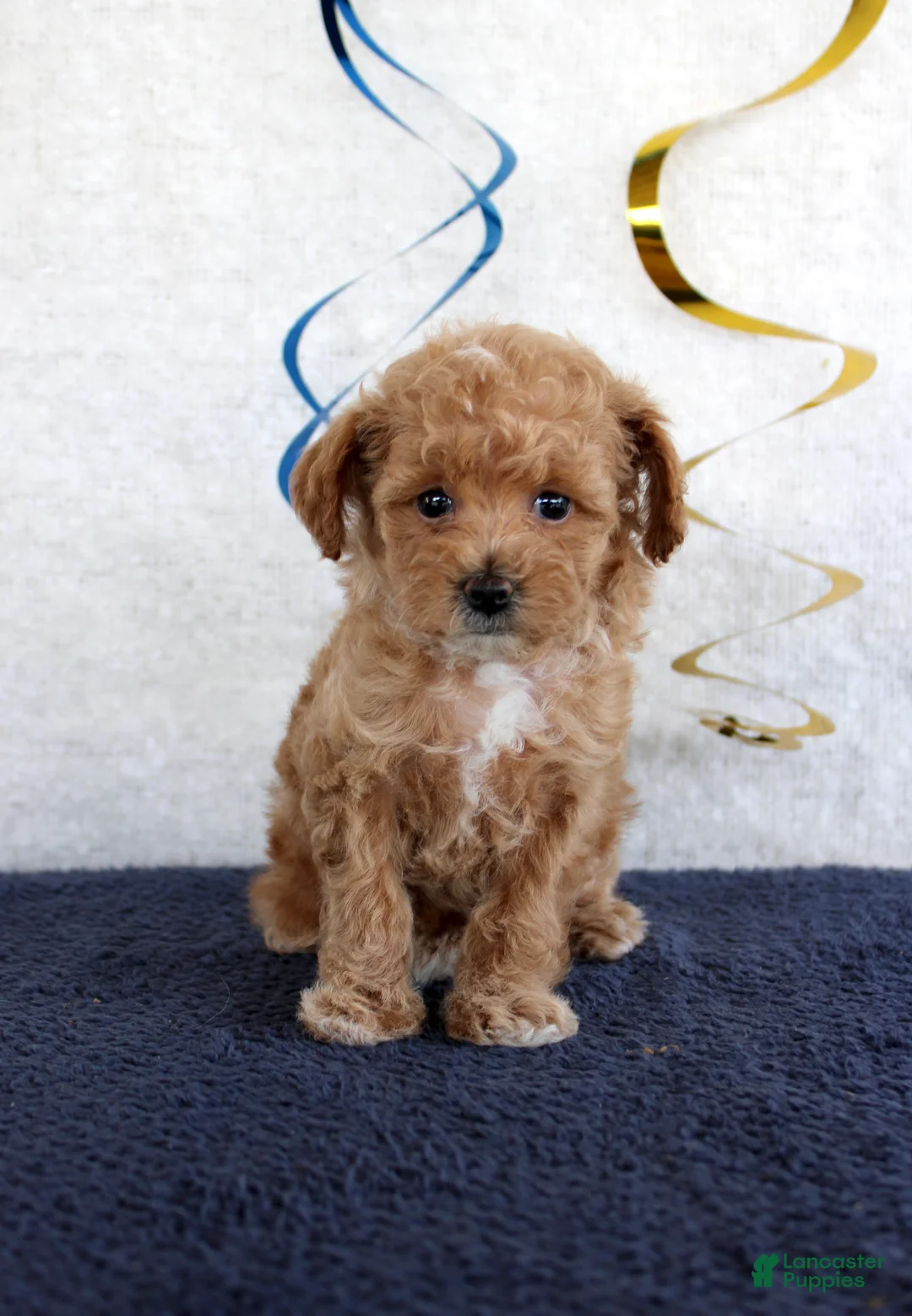 Toy Poodle dogs for sale: Penny - Ad 1