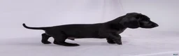 Miniature Dachshund dogs for sale: Pepper - Ad 6