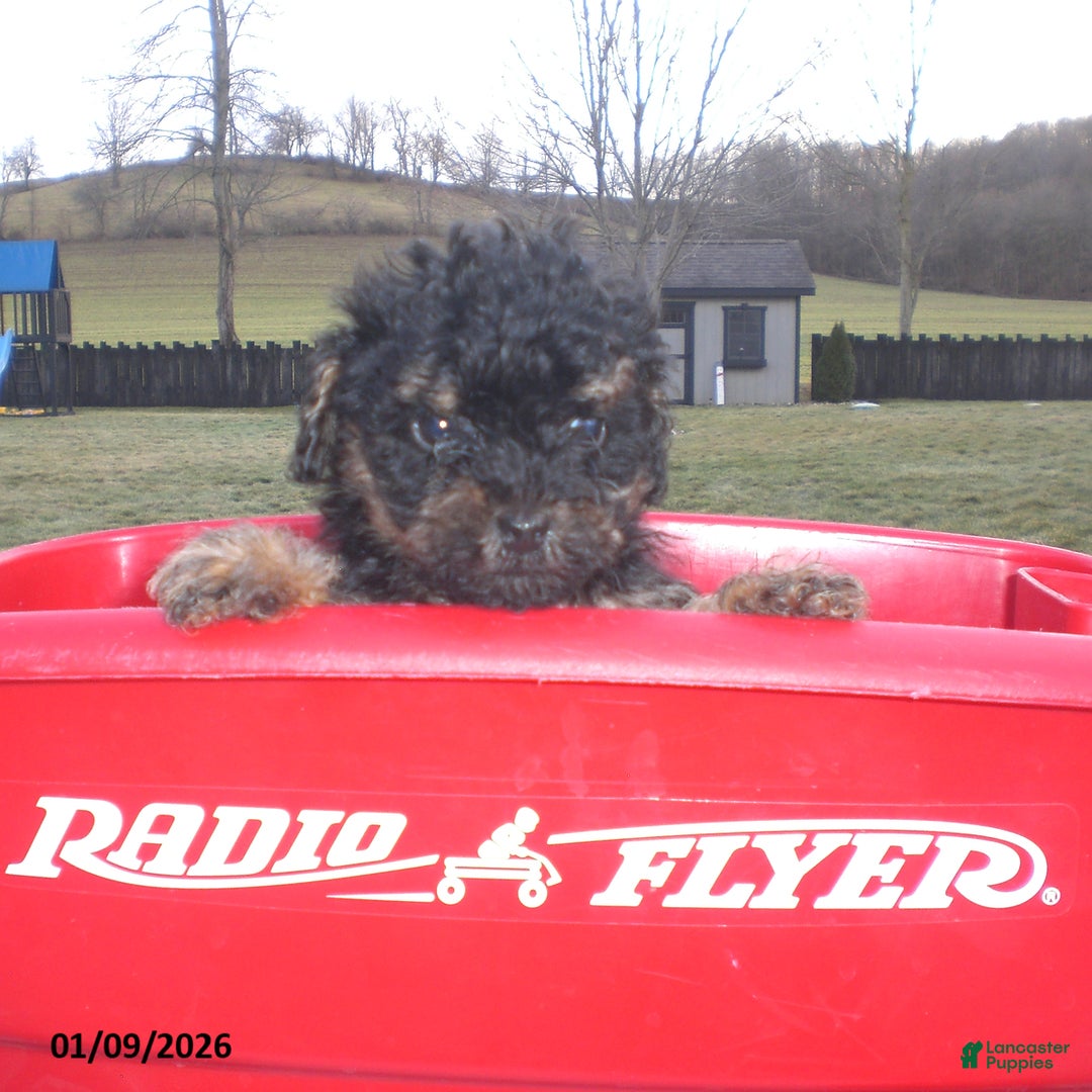 Yorkiepoo dogs for sale: Abby - Ad 9