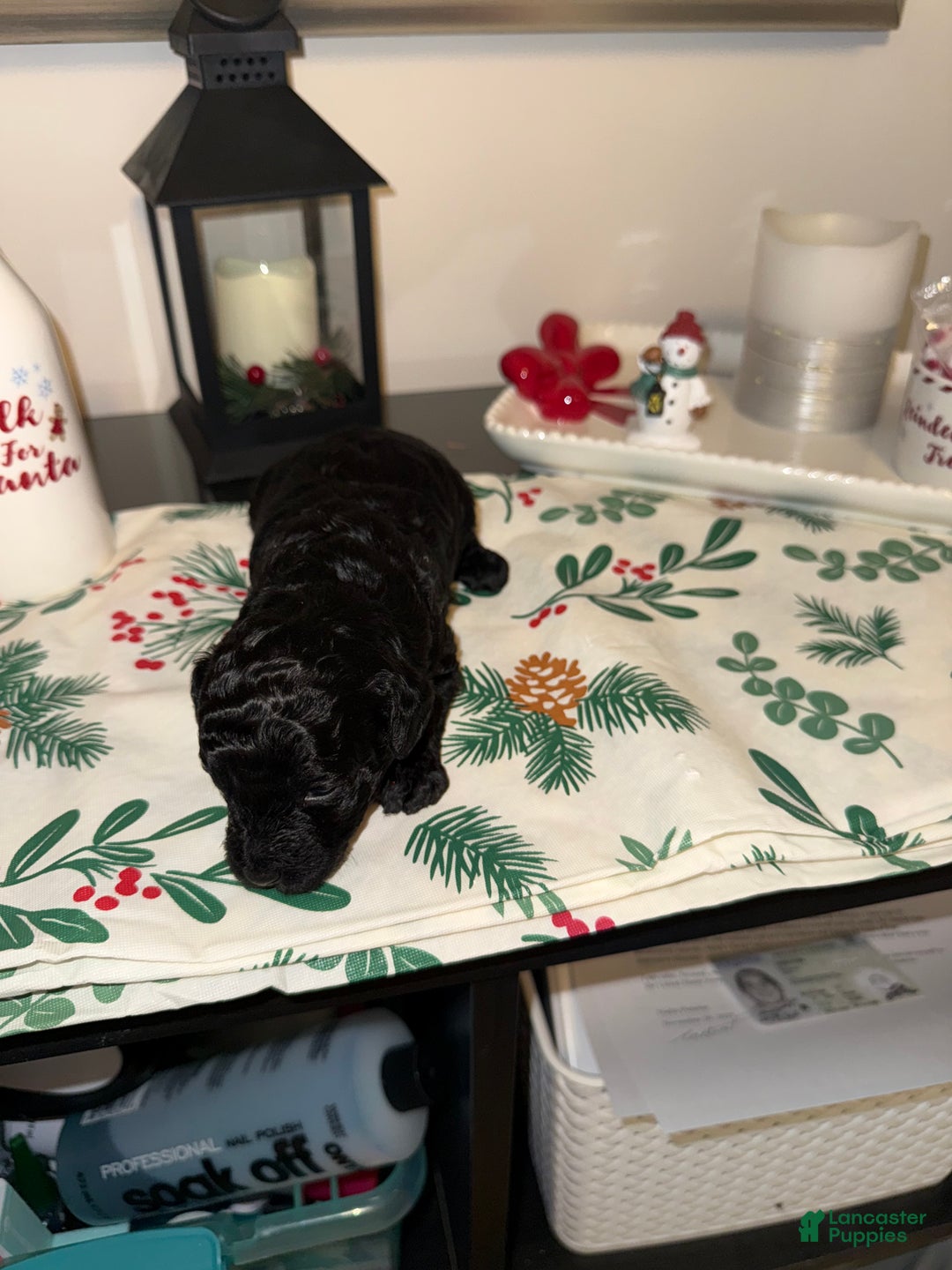 Toy Poodle dogs for sale: Dash - Ad 6