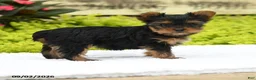 Yorkshire Terrier dogs for sale: Bonnie - Ad 3