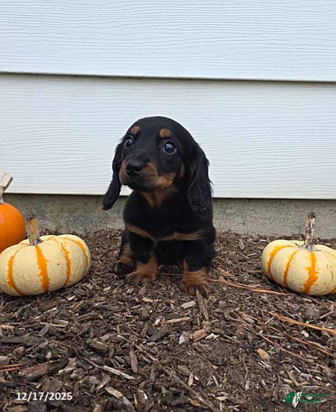 Miniature Dachshund dogs for sale: Stacey - Ad 2