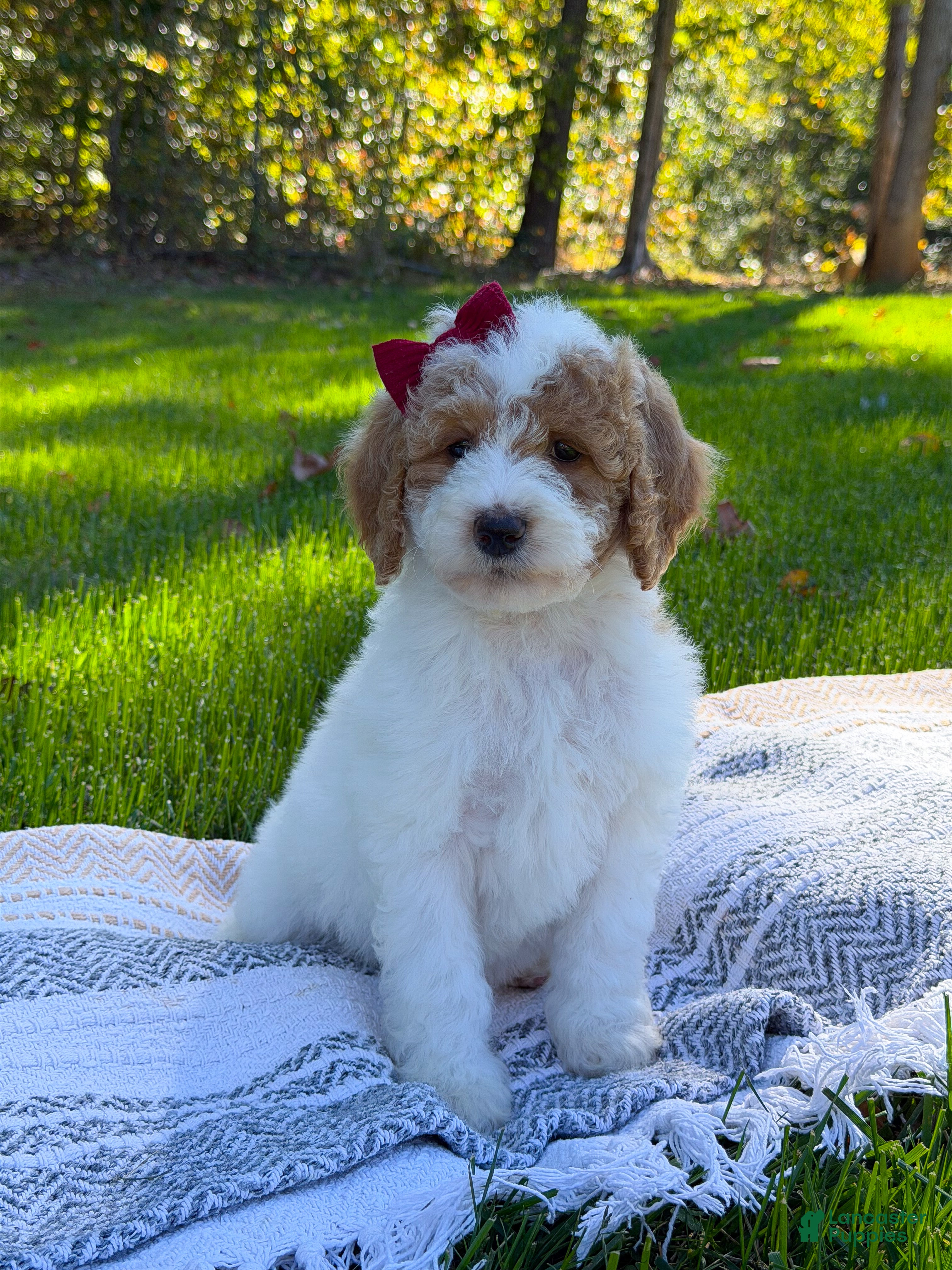 Goldendoodle dogs Hello i’m Sage 🎀 - Ad 2