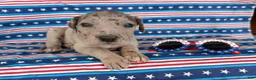 Great Dane dogs for sale: Pansy Great Dane  - Ad 5
