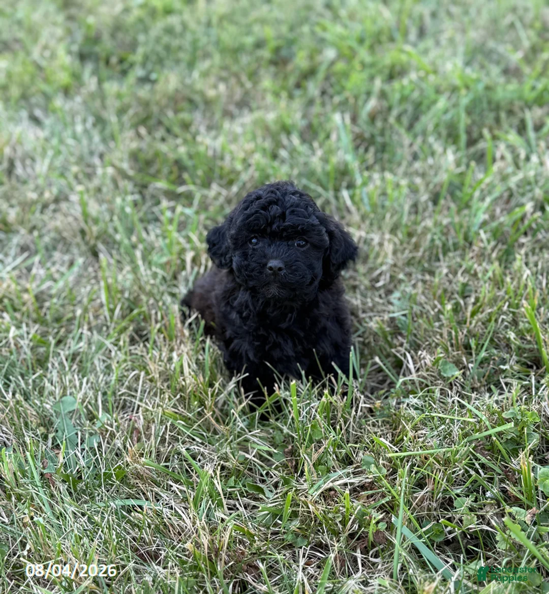 Mixed Breed dogs for sale: Sadie - Ad 3
