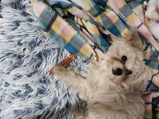 Pomapoo dogs Aubrey - Ad 35