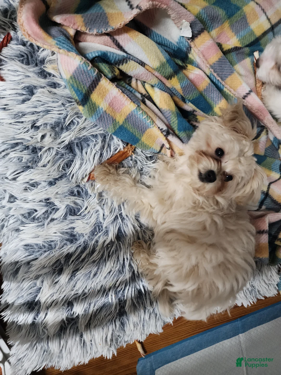 Pomapoo dogs for sale: Chole - Ad 7