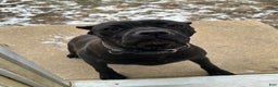 Cane Corso dogs for sale: Cane Corso Puppy 6 - Ad 2