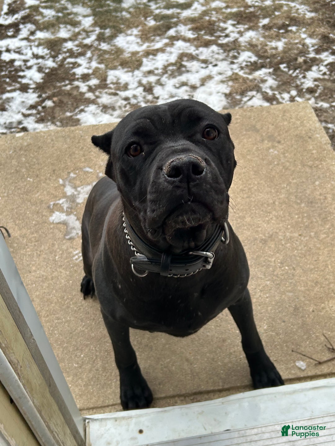 Cane Corso dogs for sale: Cane Corso Puppy 6 - Ad 2