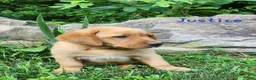 Labrador Retriever dogs for sale: Justice  - Ad 4