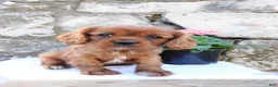 Cavalier King Charles Spaniel dogs for sale: Dozer - Ad 2