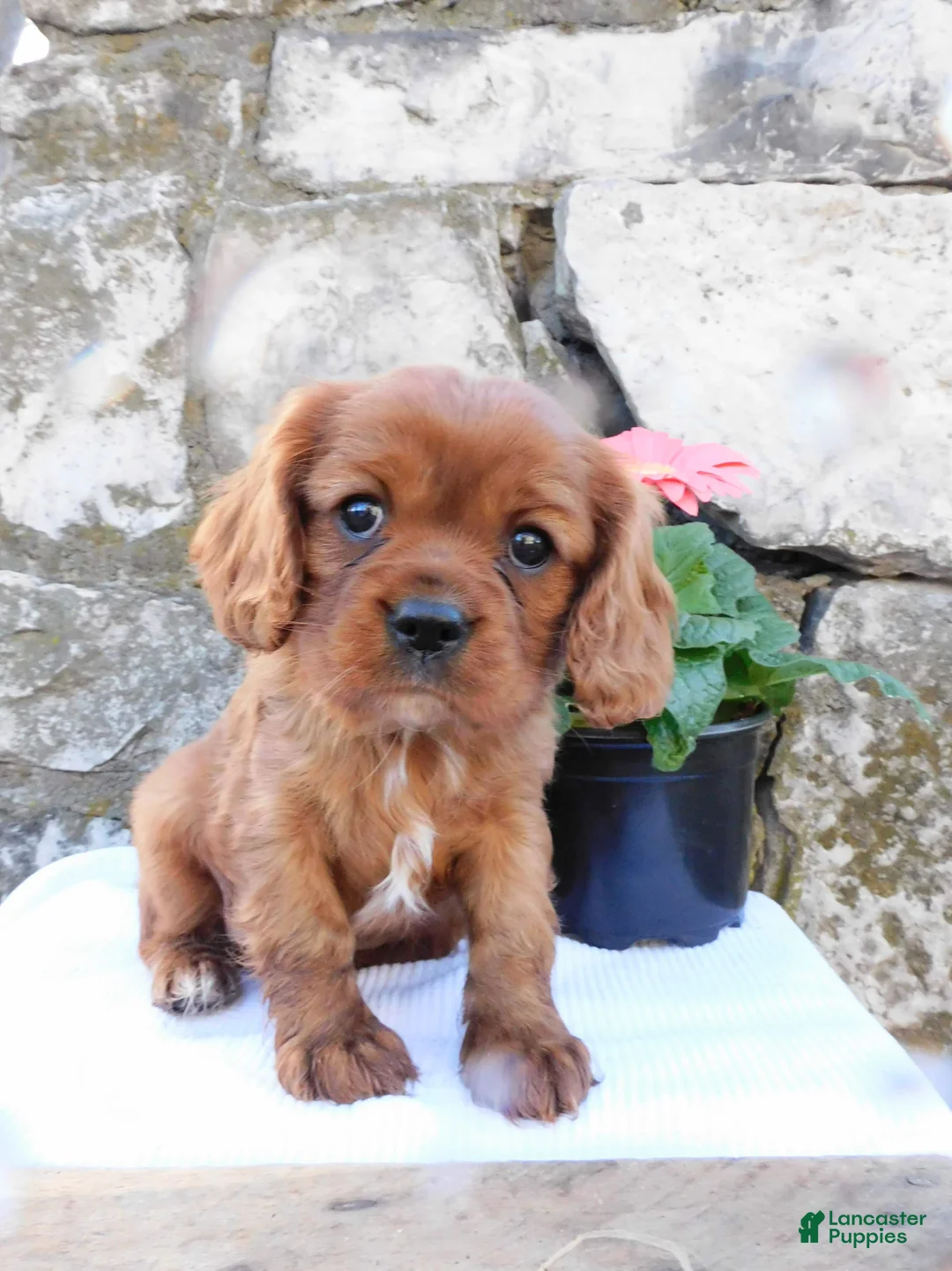 Cavalier King Charles Spaniel dogs for sale: Dozer - Ad 2