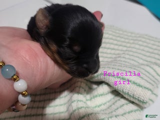 Yorkshire Terrier dogs - Ad 14