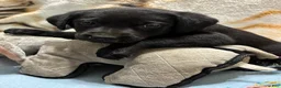 Labrador Retriever dogs for sale: Daisy - Ad 2