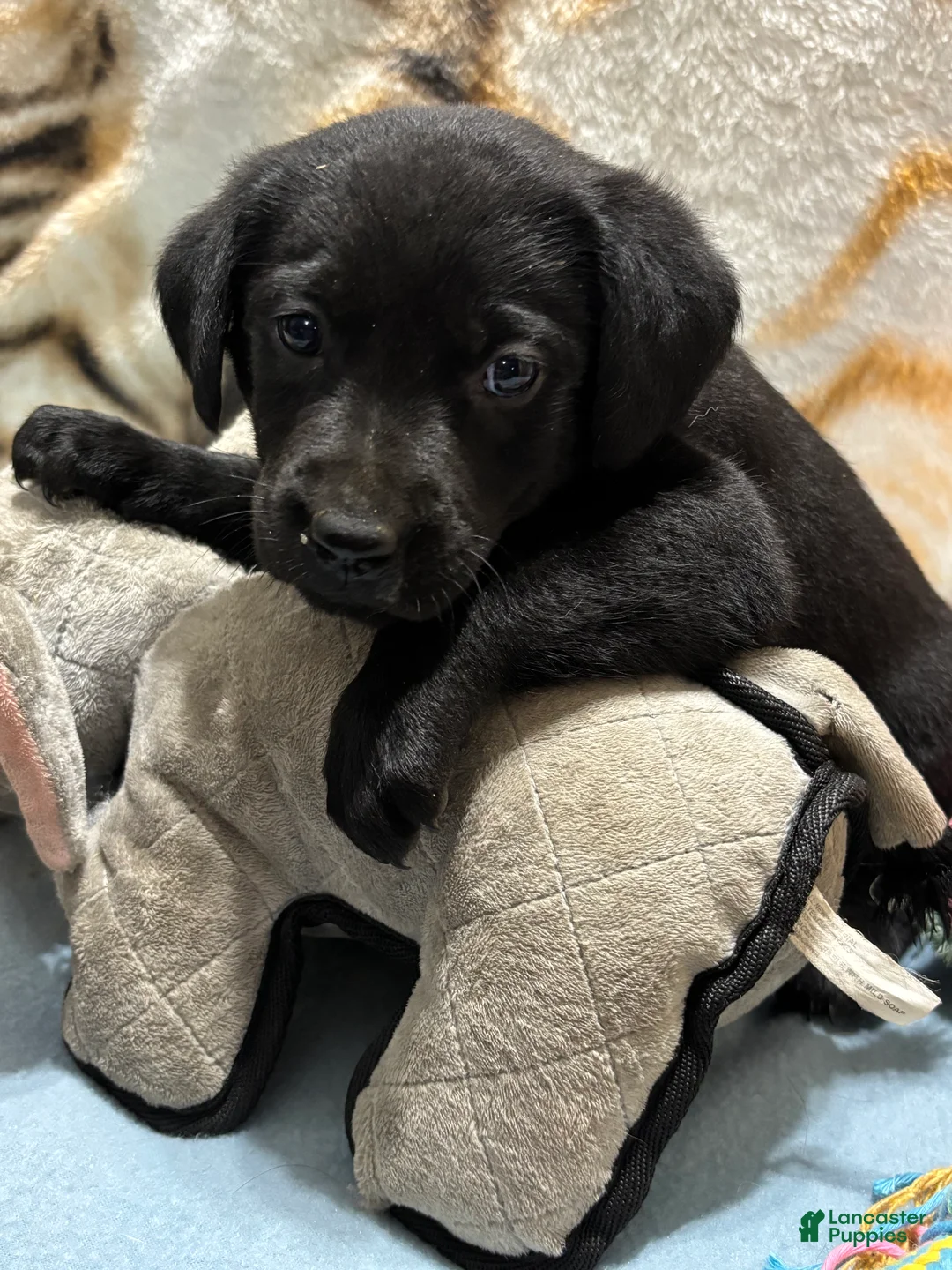 Labrador Retriever dogs for sale: Daisy - Ad 2