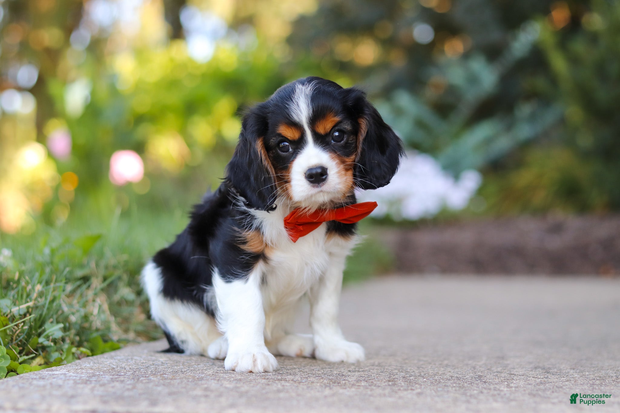 Cavalier King Charles Spaniel dogs Skylar - Ad 2