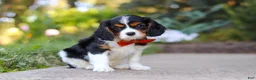Cavalier King Charles Spaniel dogs for sale: Skylar - Ad 2