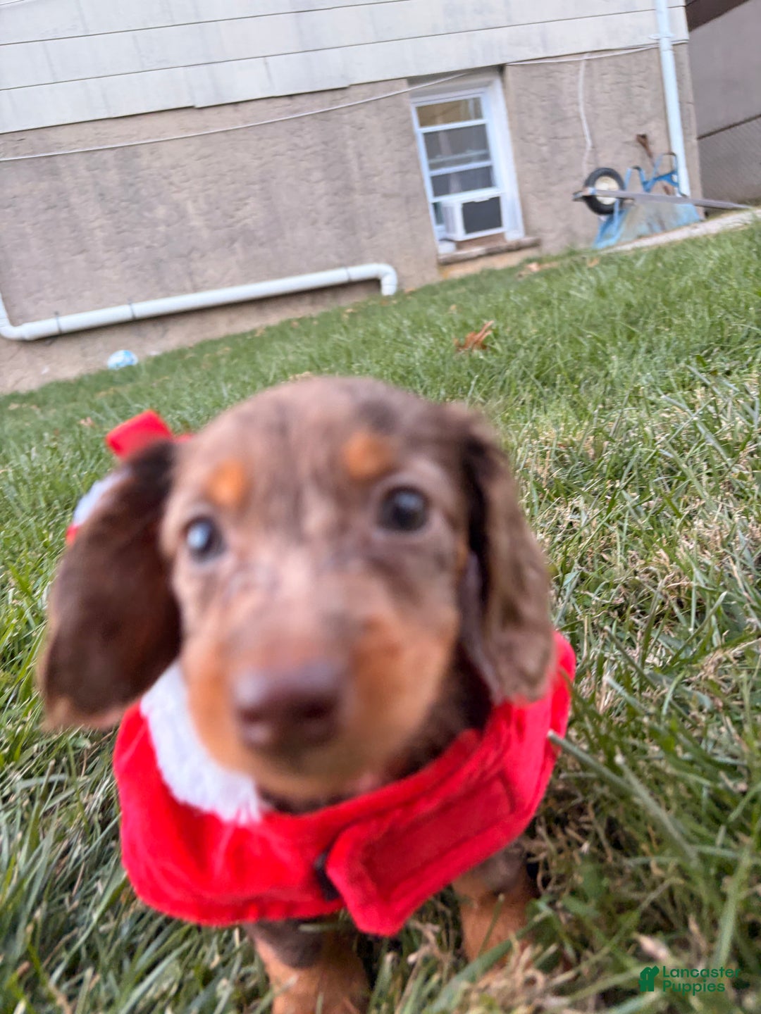 Miniature Dachshund dogs for sale: Cocoa - Ad 3
