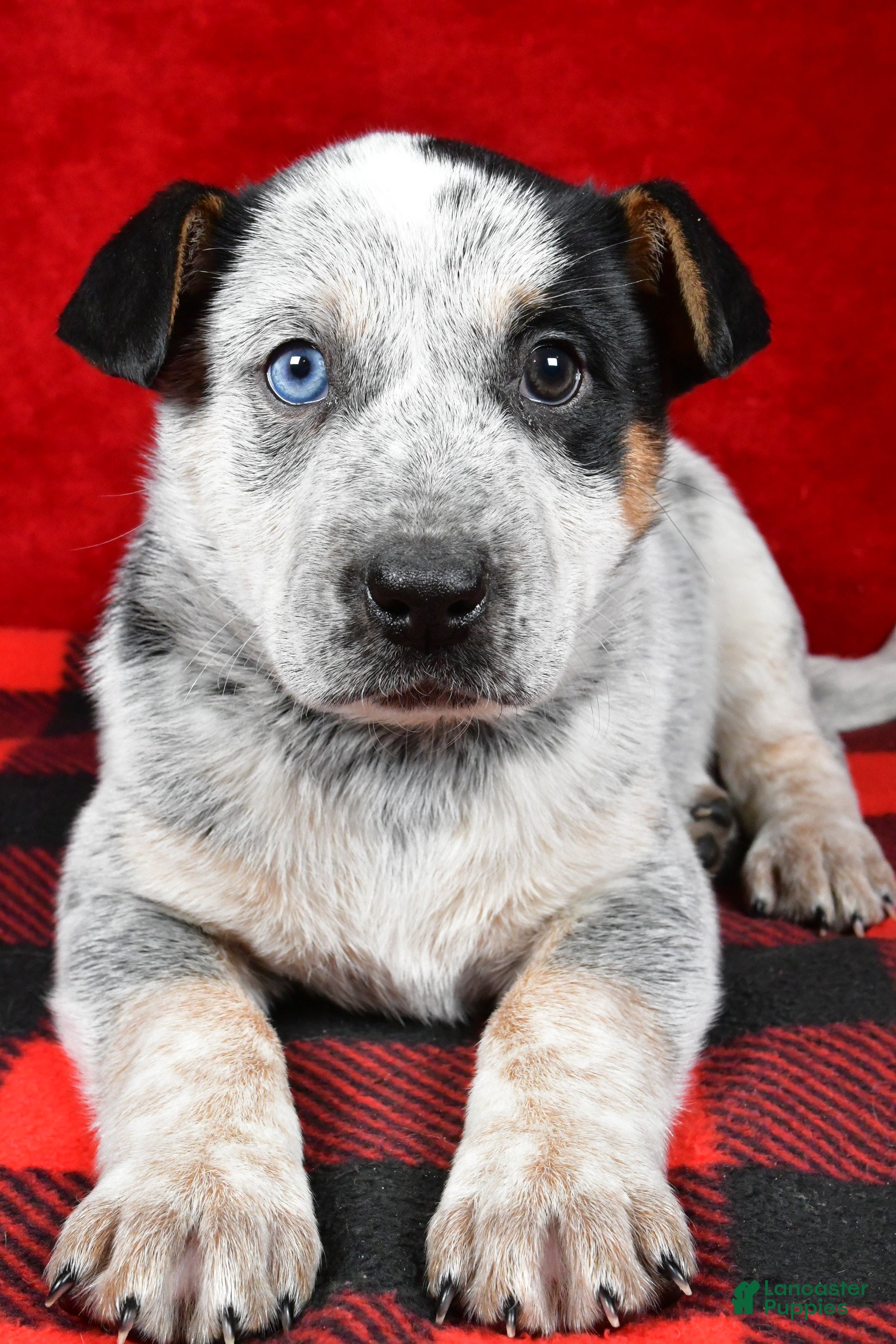 Australian Cattle Dog dogs Polly - Ad 13