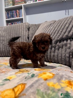 Pomapoo dogs S'Mores - Ad 2