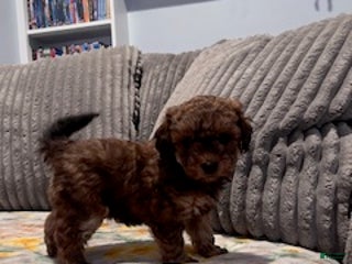 Pomapoo dogs S'Mores - Ad 12