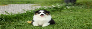 Logan Miniature Australian Shepherd Puppy 