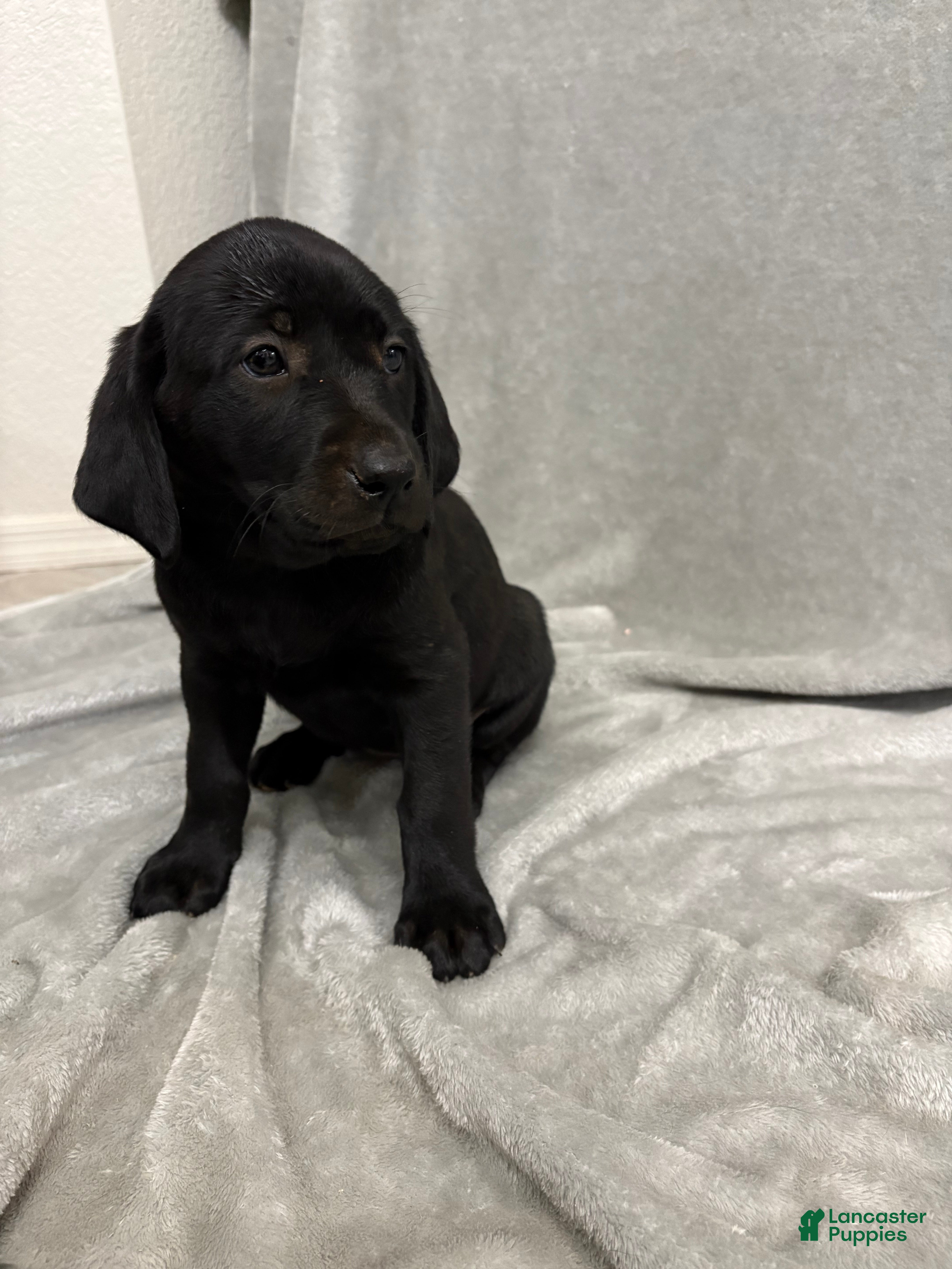 Labrador Retriever dogs Labrador Retriever Puppy 5 - Ad 9