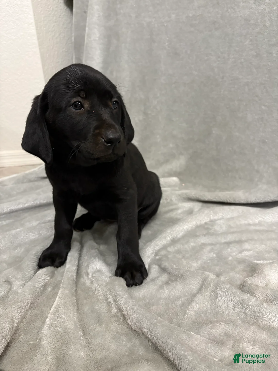 Labrador Retriever dogs for sale: Labrador Retriever Puppy 5 - Ad 1
