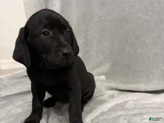 Labrador Retriever dogs Labrador Retriever Puppy 5 - Ad 9