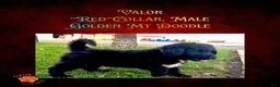 Mixed Breed dogs for sale: ⭐ Valor — Red Collar • Male Golden Mountain Doodle - Ad 3