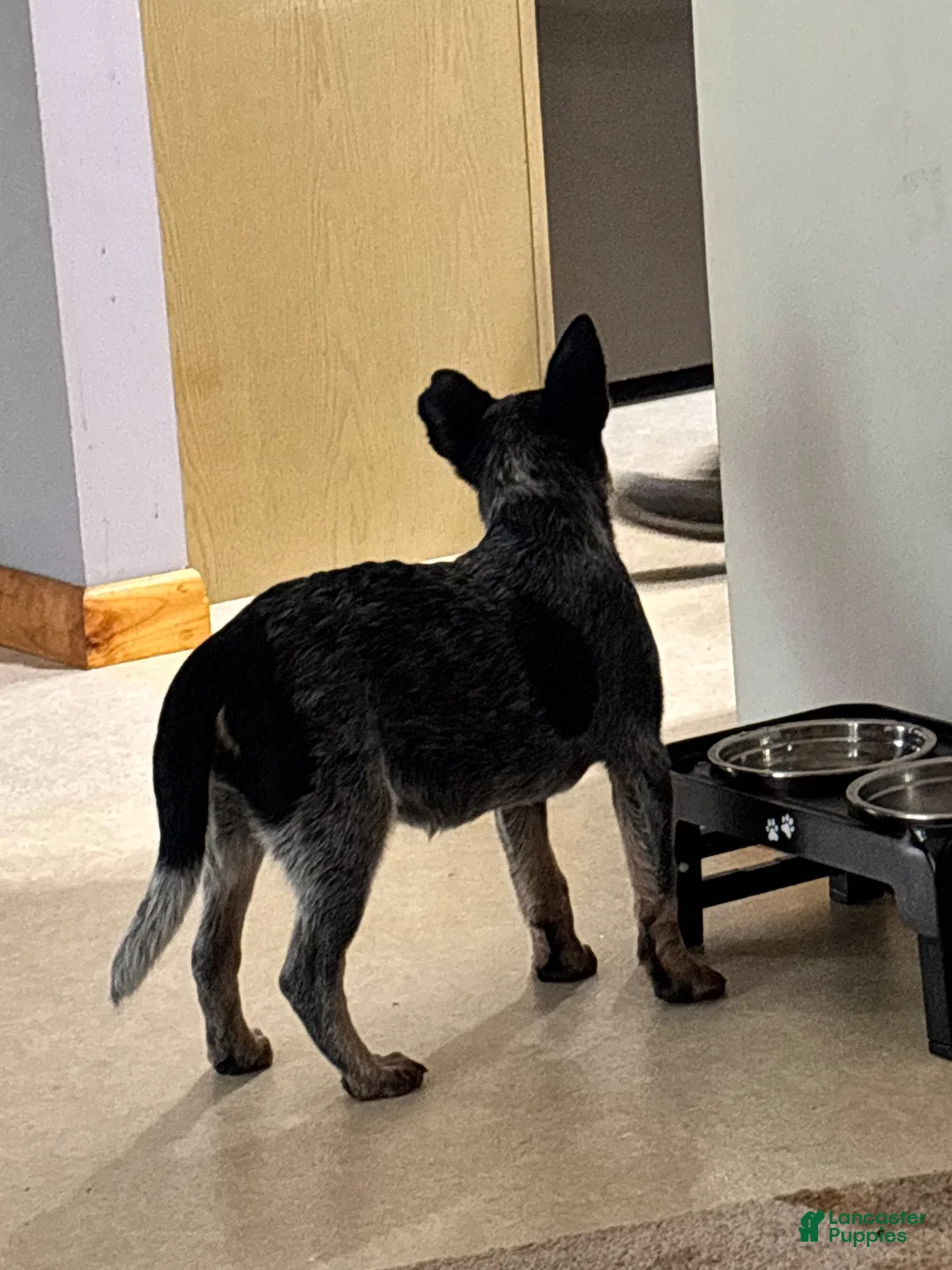 Australian Cattle Dog dogs for sale: Callie - Ad 2